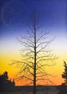 Elk Hunt (Printer’s Proof)